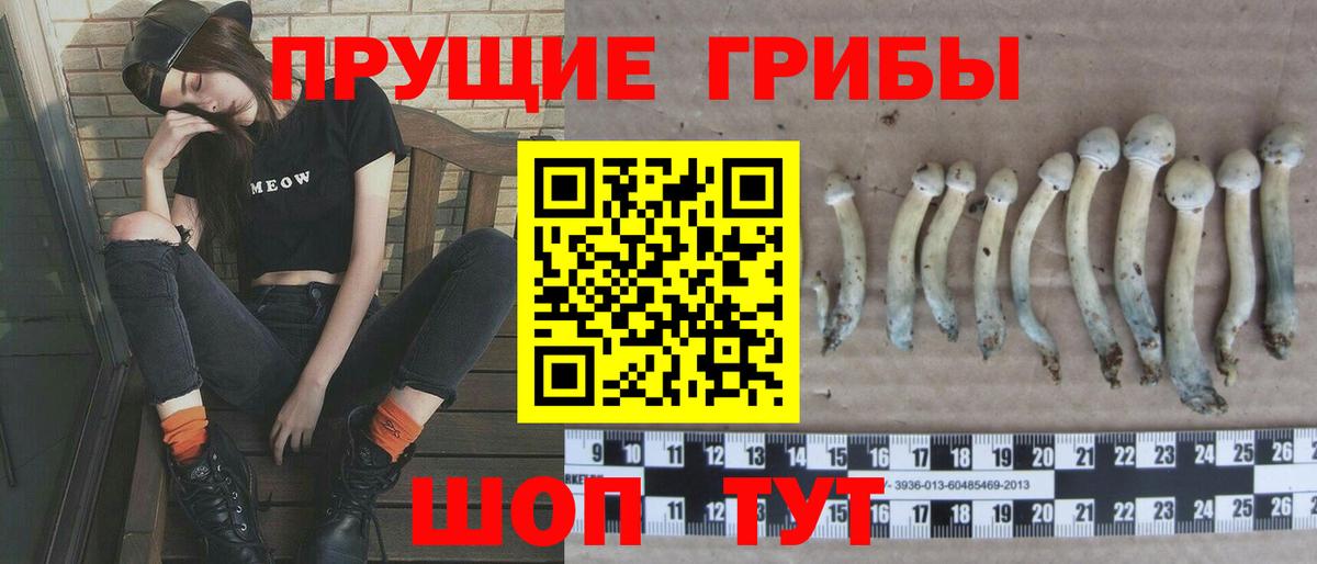 Псилоцибиновые грибы мицелий Сафоново